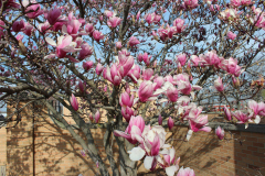 Magnolia-Trees-372