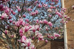 Magnolia-Trees-379