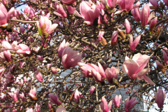 Magnolia-Trees-38