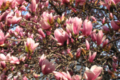 Magnolia-Trees-39