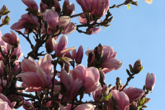 Magnolia-Trees-4