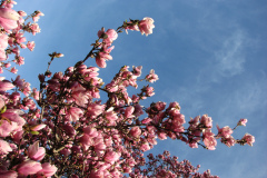 Magnolia-Trees-40