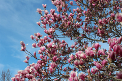 Magnolia-Trees-402