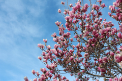 Magnolia-Trees-405