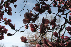 Magnolia-Trees-41
