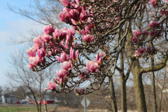Magnolia-Trees-419