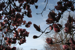 Magnolia-Trees-42