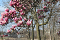 Magnolia-Trees-420