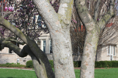Magnolia-Trees-427