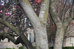Magnolia-Trees-428