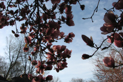Magnolia-Trees-43