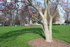 Magnolia-Trees-436