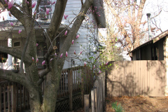 Magnolia-Trees-44