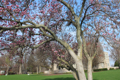 Magnolia-Trees-443