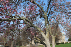 Magnolia-Trees-444