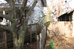 Magnolia-Trees-45