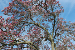 Magnolia-Trees-451