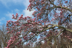 Magnolia-Trees-459