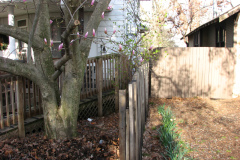 Magnolia-Trees-46