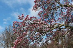 Magnolia-Trees-460