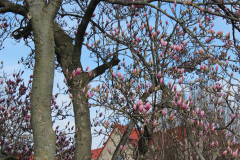 Magnolia-Trees-474