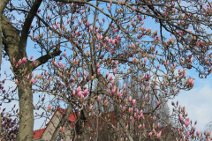 Magnolia-Trees-475