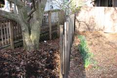 Magnolia-Trees-48