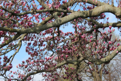 Magnolia-Trees-489