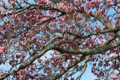 Magnolia-Trees-499