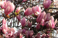 Magnolia-Trees-5