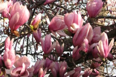 Magnolia-Trees-5