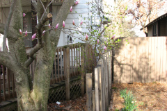 Magnolia-Trees-50