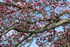 Magnolia-Trees-500