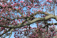 Magnolia-Trees-501