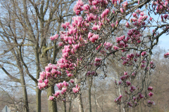 Magnolia-Trees-507