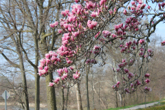 Magnolia-Trees-508