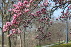 Magnolia-Trees-509