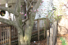 Magnolia-Trees-51