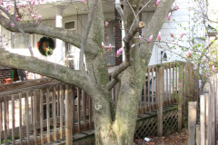 Magnolia-Trees-52