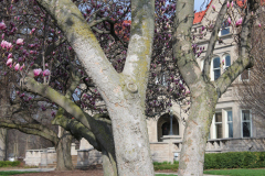 Magnolia-Trees-523