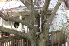 Magnolia-Trees-53