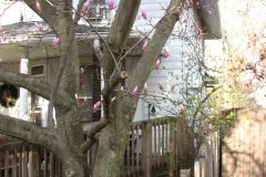 Magnolia-Trees-54