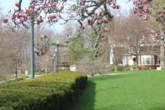 Magnolia-Trees-540