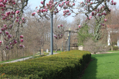 Magnolia-Trees-541