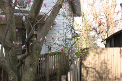 Magnolia-Trees-55