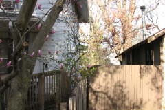 Magnolia-Trees-56