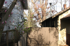 Magnolia-Trees-57