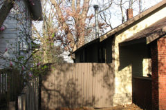 Magnolia-Trees-58