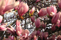 Magnolia-Trees-6