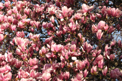 Magnolia-Trees-60
